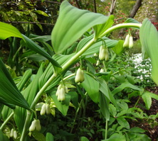 Polygonatum hybridum 